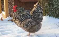 کاربرد و داستان ضرب المثل مرغش یک پا دارد