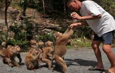 میمون دم کوتاه یا بابون کیپ