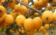 آموزش طبخ آش سره ترش زمستانی خوشمزه با چغندر و ازگیل