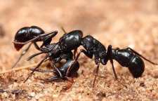 مورچه ها تروریست انتحاری دارند