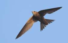 معرفی پرستوی دودی