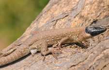 سوسمار زاگرسی یکی از انواع سوسماران نادر