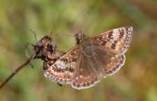 معرفی پروانه نقره ای علفزار