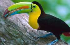 توکان یکی از زیباترین و گران قیمت ترین پرندگان خانگی در آمریکا