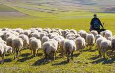 کاربرد و ریشه ضرب المثل هر از بر را تشخیص ندادن