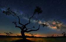 درخت کهکشان