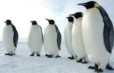 چرا پنگوئن ها پرواز نمی کنند