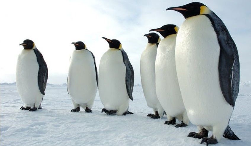 چرا پنگوئن ها پرواز نمی کنند