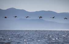 تالاب میانکاله مازندران بهشت پرنده نگری ایران