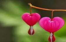 شعر زیبا و عاشقانه ساز محجوب از رهی معیری شاعر معاصر