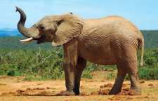 ریشه و کاربرد ضرب المثل از دماغ فیل افتاده