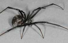 عنکبوت بیوه سیاه عنکبوتی که بعد از جفت گیری جفت خود را می کشد