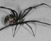 عنکبوت بیوه سیاه عنکبوتی که بعد از جفت گیری جفت خود را می کشد