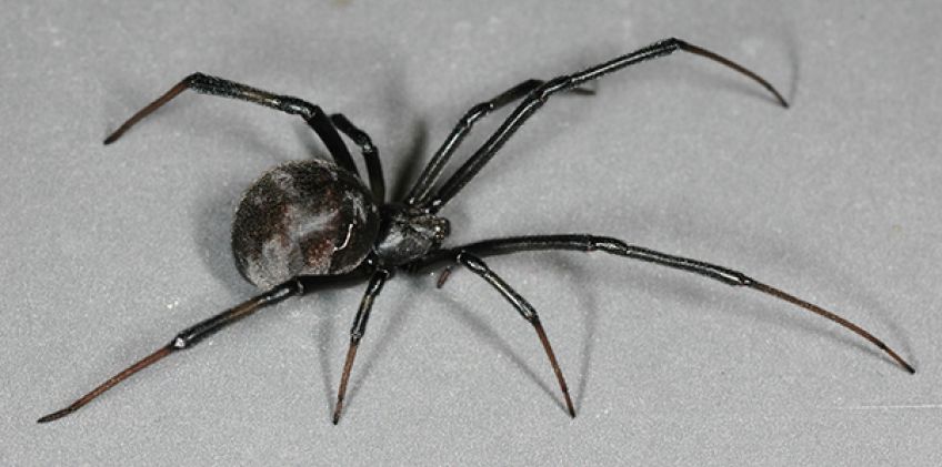 عنکبوت بیوه سیاه عنکبوتی که بعد از جفت گیری جفت خود را می کشد