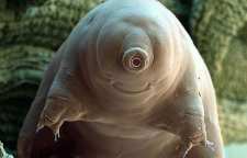 جان سخت ترین موجود جهان