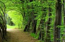 داستان زیبای بذر سپیدار