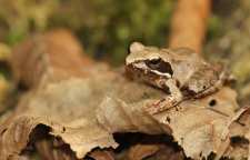 معرفی قورباغه جنگلی