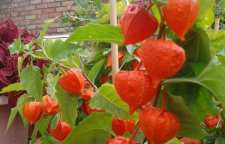 کاکنج چه گیاهی است و خواص آن چیست