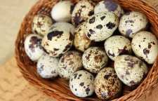 با خواص تخم بلدرچین آشنا شویم