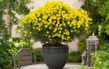 معرفی گل سیتیسوس معروف به طاووسی