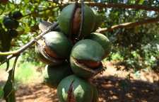 خواص ماکادمیا لذیذترین مغز خوراکی