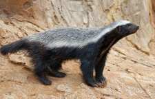 گورکن عسل خوار نترس ترین موجود در دنیا