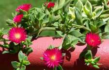 شعر زیبای گل یخ ار رهی معیری شاعر معاصر