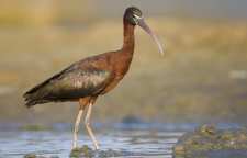 اکراس سیاه از پرندگان کمیاب