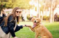 تفاوت بین آموزش سگ و مدیریت رفتاری سگ