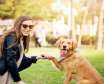تفاوت بین آموزش سگ و مدیریت رفتاری سگ