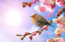 شعر زیبای پرواز خورشید از فریدون مشیری شاعر معاصر