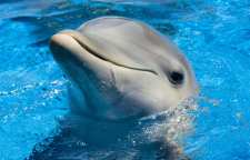 دلفین گونه ای از حیوانات خانگی خاص
