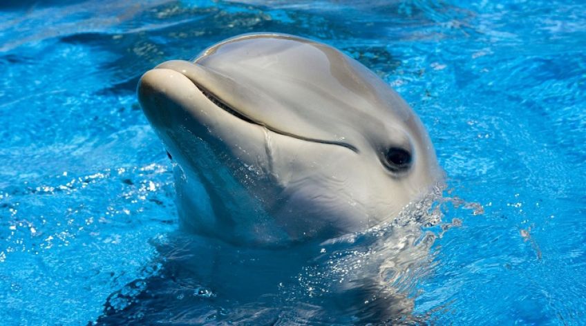 دلفین گونه ای از حیوانات خانگی خاص