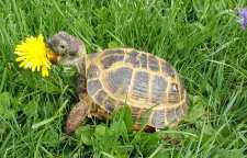 معرفی لاک پشت روسی معروف به لاک پشت آسیایی