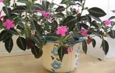 معرفی گل زیبا و آپارتمانی روئلیا