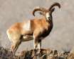 قوچ لارستان کمیاب ترین گوسفند وحشی در ایران
