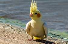 خصوصیات عروس هلندی پرنده زیبا و زینتی