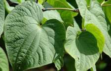 با خواص گیاه کاوا آشنا شویم