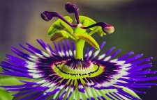 آشنایی با خواص گل ساعتی