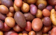 با خواص سیب زمینی شیرین وحشی آشنا شویم