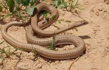 معرفی تیر مار شوکاری