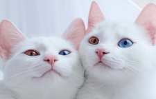 ناشنوایی در گربه ها به ویژه در گربه های چشم رنگی