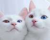 ناشنوایی در گربه ها به ویژه در گربه های چشم رنگی