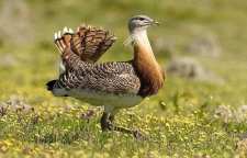 میش مرغ بوکان عروس شهرستان بوکان کردستان