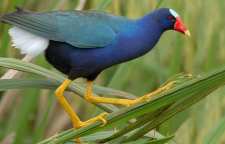 طاووسک پرنده زیبای آبی رنگ