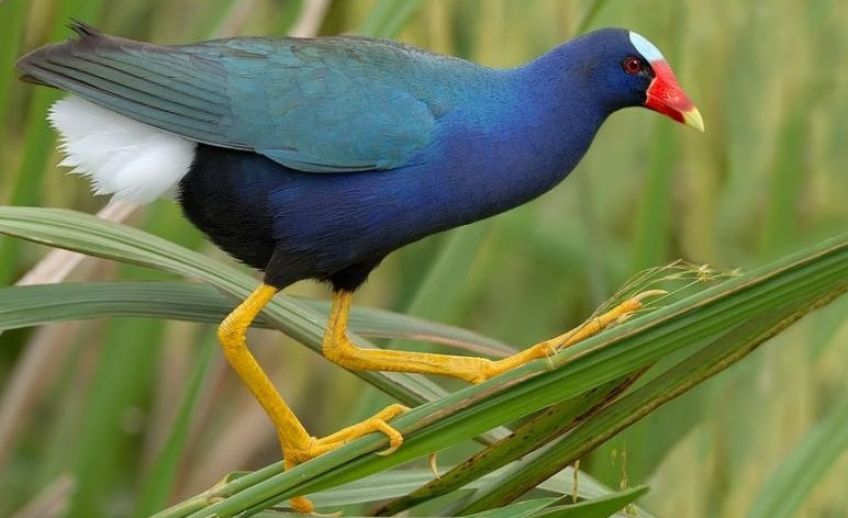 طاووسک پرنده  زیبای آبی رنگ
