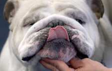 بیماری های رایج سگ بولداگ انگلیسی