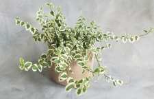 گیاه فیکوس خزنده و آشنایی با روش نگهداری و مراقبت از آن