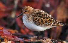 آشنایی با تلیله کوچک