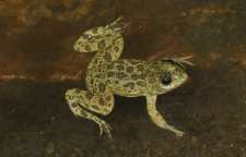 معرفی قورباغه بلوچی